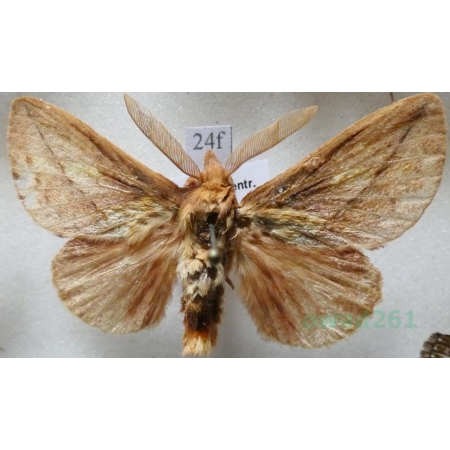 Euthrix potatoria (Linnaeus, 1758) male Barczatka napójka Czech24f